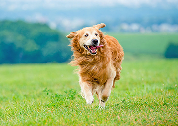 Two NY Cats and One Dog in Hongkong Infected With Coronavirus